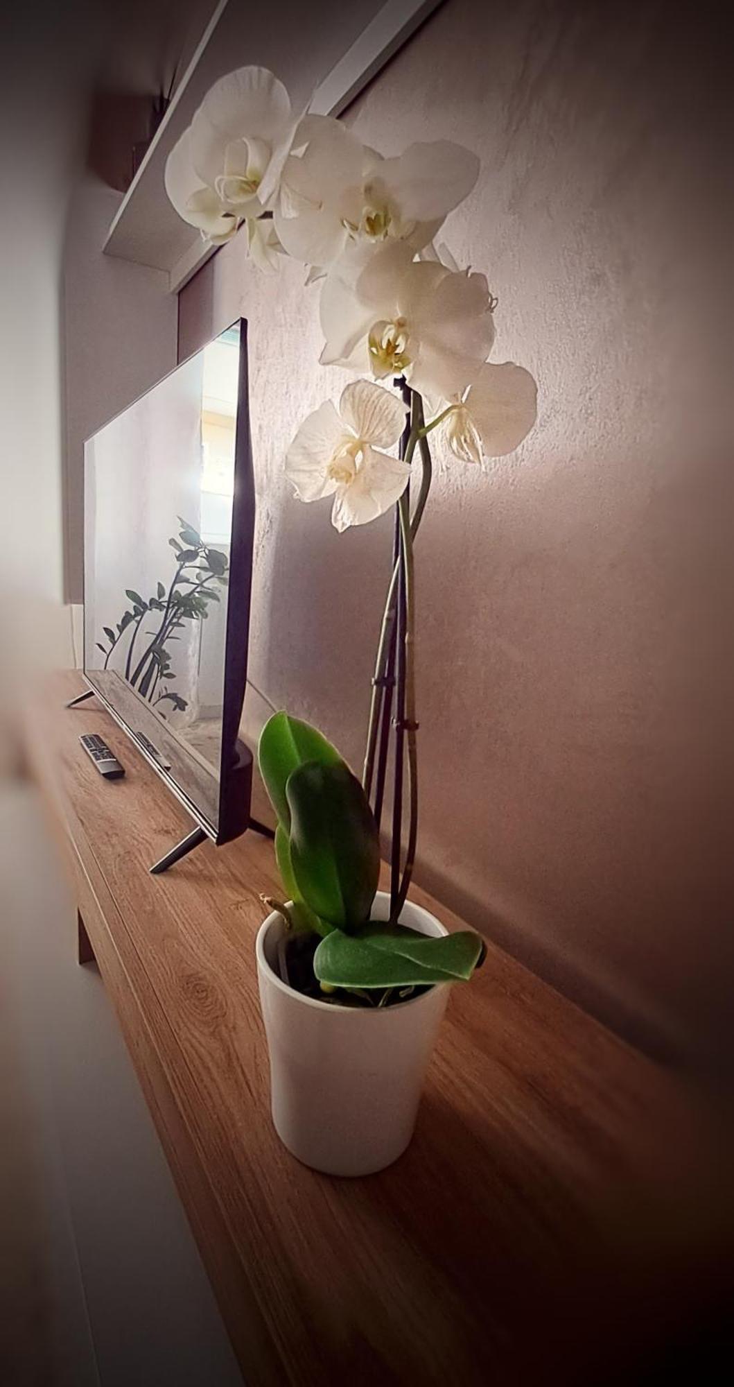 Roma Bema Apartment - Charme E Relax A Due Passi Dal Vaticano מראה חיצוני תמונה